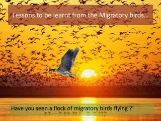 Lessons to be learnt from the Migratory birds…
Have you seen a flock of migratory birds flying ?
 