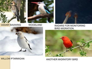 CEDAR WAXWING WOODLAND
KINGFISHER
RADARS FOR MONITORING
BIRD MIGRATION.
KIHNU, ESTONIA.
ANOTHER MIGRATORY BIRDWILLOW PTARMIGAN
 