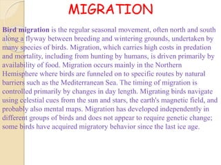 MIGRATION
Bird migration is the regular seasonal movement, often north and south
along a flyway between breeding and wintering grounds, undertaken by
many species of birds. Migration, which carries high costs in predation
and mortality, including from hunting by humans, is driven primarily by
availability of food. Migration occurs mainly in the Northern
Hemisphere where birds are funneled on to specific routes by natural
barriers such as the Mediterranean Sea. The timing of migration is
controlled primarily by changes in day length. Migrating birds navigate
using celestial cues from the sun and stars, the earth's magnetic field, and
probably also mental maps. Migration has developed independently in
different groups of birds and does not appear to require genetic change;
some birds have acquired migratory behavior since the last ice age.
 