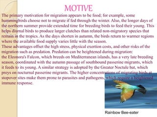 MOTIVE
The primary motivation for migration appears to be food; for example, some
hummingbirds choose not to migrate if fed through the winter. Also, the longer days of
the northern summer provide extended time for breeding birds to feed their young. This
helps diurnal birds to produce larger clutches than related non-migratory species that
remain in the tropics. As the days shorten in autumn, the birds return to warmer regions
where the available food supply varies little with the season.
These advantages offset the high stress, physical exertion costs, and other risks of the
migration such as predation. Predation can be heightened during migration:
the Eleonora's Falcon, which breeds on Mediterranean islands, has a very late breeding
season, coordinated with the autumn passage of southbound passerine migrants, which
it feeds to its young. A similar strategy is adopted by the Greater Noctule bat, which
preys on nocturnal passerine migrants. The higher concentrations of migrating birds at
stopover sites make them prone to parasites and pathogens, which require a heightened
immune response.
Rainbow Bee-eater
 