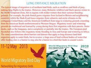 The typical image of migration is of northern land birds, such as swallows and birds of prey,
making long flights to the tropics. However, many Holarctic wildfowl and finch species winter in
the North Temperate Zone, but in regions with milder winters than their summer breeding
grounds. For example, the pink-footed goose migrates from Iceland to Britain and neighbouring
countries, whilst the Dark-Eyed Junco migrates from subarctic and arctic climates to the
contiguous United States and the American Goldfinch from taiga to wintering grounds extending
from the American South northwestward to Western Oregon. Migratory routes and wintering
grounds are traditional and learned by young during their first migration with their parents. Some
ducks, such as the Garganey, move completely or partially into the tropics. The European pied
flycatcher also follows this migratory trend, breeding in Asia and Europe and wintering in Africa.
The same considerations about barriers and detours that apply to long-distance land-bird
migration apply to water birds, but in reverse: a large area of land without bodies of water that
offer feeding sites is a barrier to may also be a barrier to a bird that feeds in coastal waters.
LONG DISTANCE MIGRATION
 