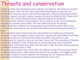 Threats and conservation
Human activities have threatened many migratory bird species. The distances involved
in bird migration mean that they often cross political boundaries of countries and
conservation measures require international cooperation. Several international treaties
have been signed to protect migratory species including the Migratory Bird Treaty Act of
1918 of the US. and the African-Eurasian Migratory Water bird Agreement
The concentration of birds during migration can put species at risk. Some spectacular
migrants have already gone extinct, the most notable being the Passenger
Pigeon (Ectopistes migratorius). During migration the enormous flocks were a mile
(1.6 km) wide, darkening the sky and 300 miles (480 km) long, taking several days to
pass.
Other significant areas include stop-over sites between the wintering and breeding
territories. A capture-recapture study of passerine migrants with high fidelity for breeding
and wintering sites did not show similar strict association with stop-over sites.
Hunting along the migratory route can also take a heavy toll. The populations of Siberian
Cranes that wintered in India declined due to hunting along the route, particularly
in Afghanistan and Central Asia. Birds were last seen in their favourite wintering grounds
in Keoladeo National Park in 2002.
Structures such as power lines, wind farms and offshore oil-rigs have also been known
to affect migratory birds. Habitat destruction by land use changes is the biggest threat,
and shallow wetlands that are stopover and wintering sites for migratory birds are
particularly threatened by draining and reclamation for human use.
 