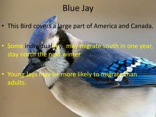 Migratory Birds Pptx 