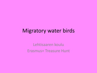 Migratory water birds
Lehtisaaren koulu
Erasmus+ Treasure Hunt
 