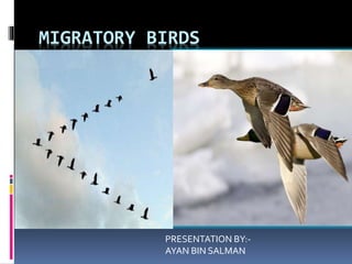 MIGRATORY BIRDS 
PRESENTATION BY:- 
AYAN BIN SALMAN 
 