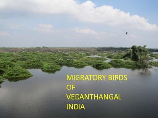 MIGRATORY BIRDS OF VEDANTHANGAL INDIA 