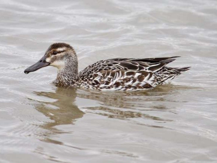 Bird diversity research paper pdf image