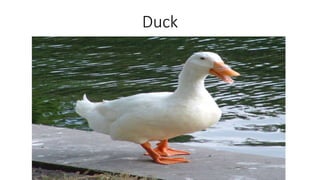 Duck
 