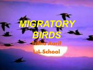 MIGRATORY
BIRDS
Talha Aarif
L2L School
 