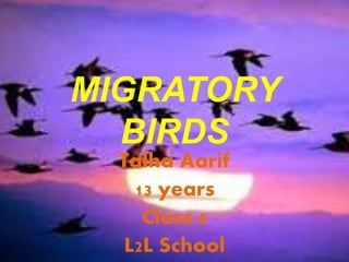 MIGRATORY
BIRDS
Talha Aarif
13 years
Class 8
L2L School
 