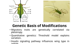 Migratory Syndrome in Migratory Insects.pptx