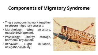 Migratory Syndrome in Migratory Insects.pptx