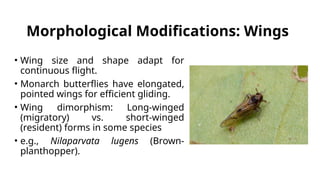 Migratory Syndrome in Migratory Insects.pptx