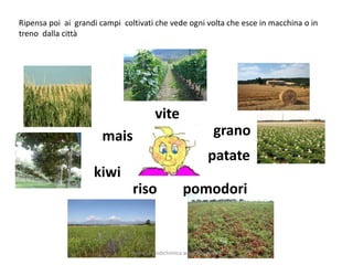 Ripensa poi ai grandi campi coltivati che vede ogni volta che esce in macchina o in
treno dalla città
granomais
patate
pomodori
kiwi
vite
riso
www.unpodichimica.wordpress.com
 