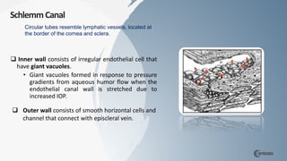 SchlemmCanal
 Inner wall consists of irregular endothelial cell that
have giant vacuoles.
• Giant vacuoles formed in response to pressure
gradients from aqueous humor flow when the
endothelial canal wall is stretched due to
increased IOP.
Circular tubes resemble lymphatic vessels, located at
the border of the cornea and sclera.
 Outer wall consists of smooth horizontal cells and
channel that connect with episcleral vein.
 