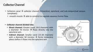 CollectorChannel
• Schlemm canal  collector channel (intrascleral, episcleral, and sub-conjunctival venous
complexes).
• smooth muscle  able to constrict to regulate aqueous humor flow.
• Collector channel divided into:
• Direct channel: Greater canal, (4-6 channels) with
a diameter 70 micron  flows directly into the
episcleral vein.
• Indirect channel: Smaller canal (15-20 channels)
with a diameter 50 microns  forms intrasclera
plexus before it flows into the episclera vein.
 