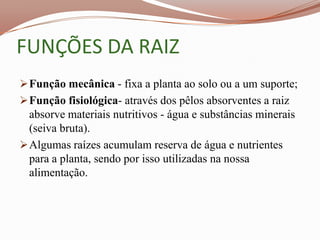 FUNÇÕES DA RAIZ
 Função mecânica - fixa a planta ao solo ou a um suporte;
 Função fisiológica- através dos pêlos absorventes a raiz
  absorve materiais nutritivos - água e substâncias minerais
  (seiva bruta).
 Algumas raízes acumulam reserva de água e nutrientes
  para a planta, sendo por isso utilizadas na nossa
  alimentação.
 