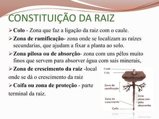 CONSTITUIÇÃO DA RAIZ
 Colo - Zona que faz a ligação da raiz com o caule.
 Zona de ramificação- zona onde se localizam as raízes
  secundarias, que ajudam a fixar a planta ao solo.
 Zona pilosa ou de absorção- zona com uns pêlos muito
  finos que servem para absorver água com sais minerais,
 Zona de crescimento da raiz -local
onde se dá o crescimento da raiz
 Coifa ou zona de proteção - parte
terminal da raiz.
 
