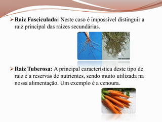  Raiz Fasciculada: Neste caso é impossível distinguir a
  raiz principal das raízes secundárias.




 Raiz Tuberosa: A principal característica deste tipo de
  raiz é a reservas de nutrientes, sendo muito utilizada na
  nossa alimentação. Um exemplo é a cenoura.
 