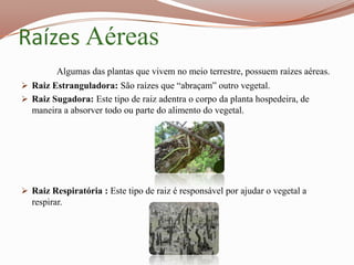 Raízes Aéreas
         Algumas das plantas que vivem no meio terrestre, possuem raízes aéreas.
 Raiz Estranguladora: São raízes que “abraçam” outro vegetal.
 Raiz Sugadora: Este tipo de raiz adentra o corpo da planta hospedeira, de
  maneira a absorver todo ou parte do alimento do vegetal.




 Raiz Respiratória : Este tipo de raiz é responsável por ajudar o vegetal a
  respirar.
 