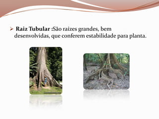  Raiz Tubular :São raízes grandes, bem
 desenvolvidas, que conferem estabilidade para planta.
 