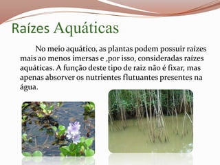 Raízes Aquáticas
     No meio aquático, as plantas podem possuir raízes
 mais ao menos imersas e ,por isso, consideradas raízes
 aquáticas. A função deste tipo de raiz não é fixar, mas
 apenas absorver os nutrientes flutuantes presentes na
 água.
 
