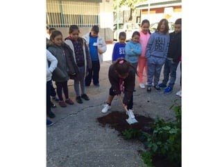 Miguel, el árbol pacífico