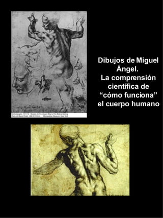 Dibujos de Miguel Ángel.  La comprensión científica de “cómo funciona” el cuerpo humano 
