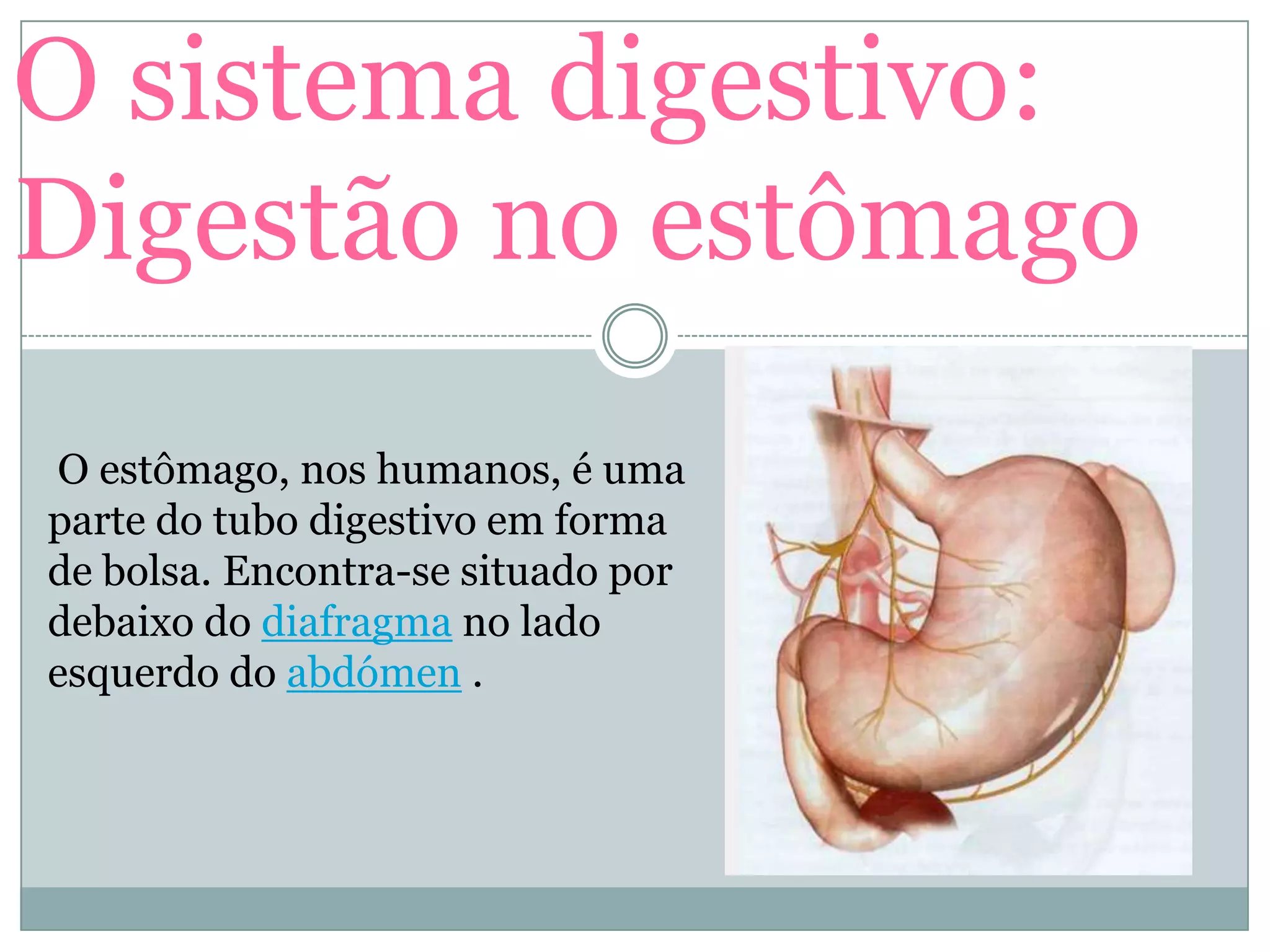 O sistema digestivo:
Digestão no estômago
O estômago, nos humanos, é uma
parte do tubo digestivo em forma
de bolsa. Encontra-se situado por
debaixo do diafragma no lado
esquerdo do abdómen .