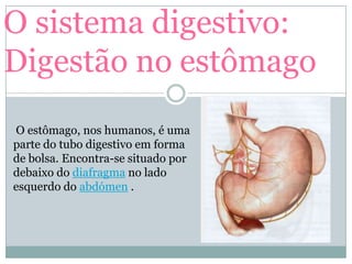 O sistema digestivo:
Digestão no estômago
O estômago, nos humanos, é uma
parte do tubo digestivo em forma
de bolsa. Encontra-se situado por
debaixo do diafragma no lado
esquerdo do abdómen .
 