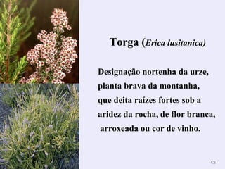 Torga ( Erica lusitanica) Designação nortenha da urze, planta brava da montanha,  que deita raízes fortes sob a aridez da rocha,   de flor branca,  arroxeada ou cor de vinho. 