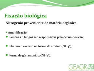 Fixação biológica
Nitrogênio proveniente da matéria orgânica
Amonificação:
Bactérias e fungos são responsáveis pela decomposição;
Liberam o excesso na forma de amônio(NH4⁺);
Forma de gás amoníaco(NH3⁺).
 