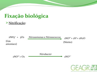 Fixação biológica
Nitrificação:
2NH3⁺ + 3O2 2NO²¯+ 2H⁺+ 2H2O
(Gás
amoníaco)
(Nitrito)
Nitrosomonas e Nitrosococcus
Nitrobacter
2NO²¯+ O2 2NO³¯
 