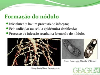 Formação do nódulo
Inicialmente há um processo de infecção;
Pelo radicular ou célula epidérmica danificada;
Processo de infecção resulta na formação do nódulo.
Fonte: Lucia Maria Carareto et al.
Fonte: Dazzo,1995; Microbe Wiki,2010.
 
