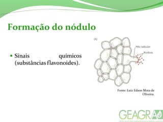 Formação do nódulo
Fonte: Luiz Edson Mota de
Oliveira.
 