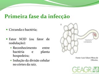 Primeira fase da infecção
Fonte: Luiz Edson Mota de
Oliveira.
 