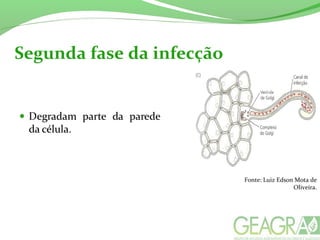 Segunda fase da infecção
Fonte: Luiz Edson Mota de
Oliveira.
 