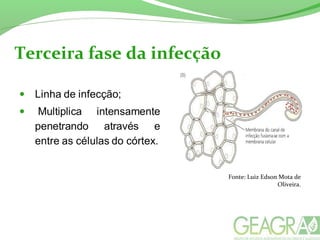 Terceira fase da infecção
Fonte: Luiz Edson Mota de
Oliveira.
 