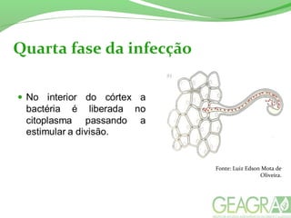 Quarta fase da infecção
Fonte: Luiz Edson Mota de
Oliveira.
 