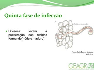 Quinta fase de infecção
Fonte: Luiz Edson Mota de
Oliveira.
 