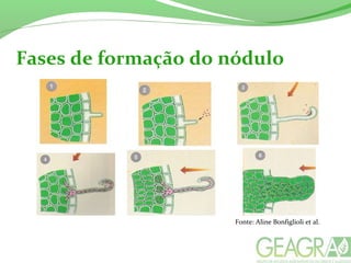Fases de formação do nódulo
Fonte: Aline Bonfiglioli et al.
 