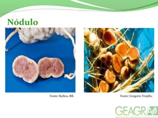 Nódulo
Fonte: Rufino, RR. Fonte: Gregorio Trujillo.
 