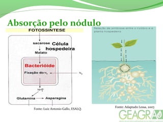 Absorção pelo nódulo
Fonte: Luiz Antonio Gallo, ESALQ.
Fonte: Adaptado Lessa, 2007.
 