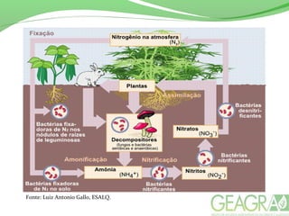 Fonte: Luiz Antonio Gallo, ESALQ.
 