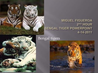 Miguel Figueroa2nd hourBengal tiger PowerPoint4-14-2011 Bengal tigers 
