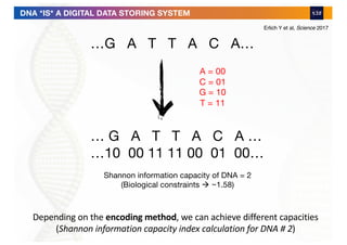 …G A T T A C A…
… G A T T A C A …
…10 00 11 11 00 01 00…
A = 00
C = 01
G = 10
T = 11
Shannon information capacity of DNA = 2
(Biological constraints à ~1.58)
DNA *IS* A DIGITAL DATA STORING SYSTEM
Depending on the encoding method, we can achieve different capacities
(Shannon information capacity index calculation for DNA # 2)
Erlich Y et al, Science 2017
 