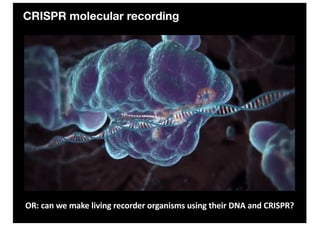 CRISPR molecular recording
OR: can we make living recorder organisms using their DNA and CRISPR?
 