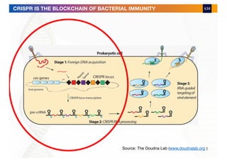 Source: The Doudna Lab (www.doudnalab.org )
CRISPR IS THE BLOCKCHAIN OF BACTERIAL IMMUNITY
 