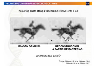 IMAGEN ORIGINAL RECONSTRUCCIÓN
A PARTIR DE BACTERIAS
Source: Shipman SL et al, Science 2016
Shipman SL et al, Nature 2017
RECORDING GIFS IN BACTERIAL POPULATIONS
Acquiring pixets along a time frame resolves into a GIF!
WARNING: real data J
 