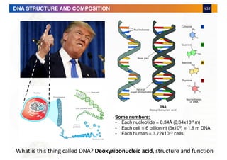 Some numbers:
- Each nucleotide = 0.34Å (0.34x10-9 m)
- Each cell = 6 billion nt (6x109) = 1.8 m DNA
- Each human = 3.72x1013 cells
DNA STRUCTURE AND COMPOSITION
What is this thing called DNA? Deoxyribonucleic acid, structure and function
 